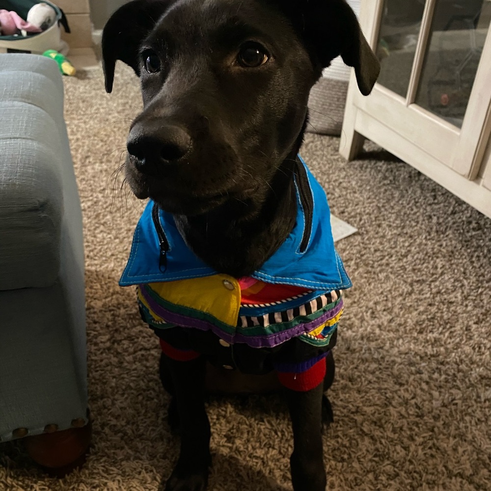 š¾Retro Doggy Jacket š¾ - Picture 6 of 7